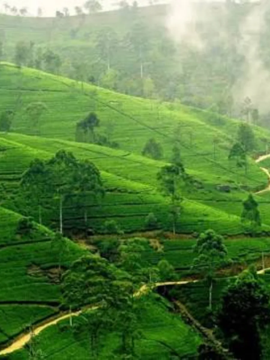 Sreemangal