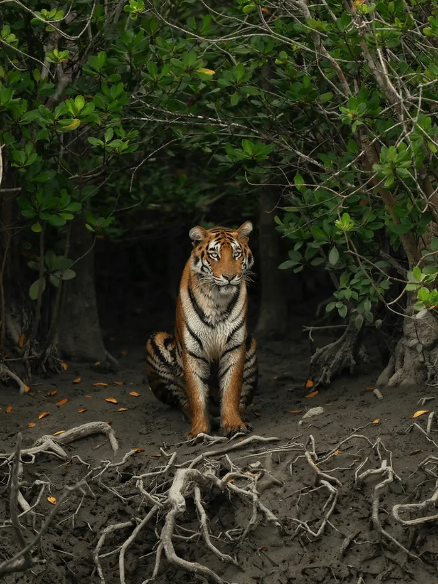 Sundarbans